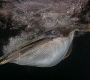 Крылатое выражение: лучшие фото птиц