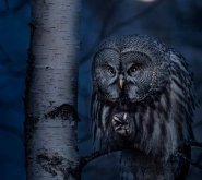 Крылатое выражение: лучшие фото птиц